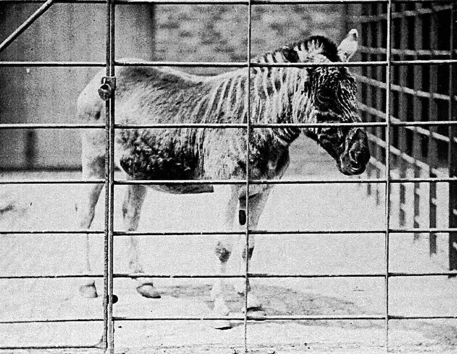The quagga mare at London Zoo, photographed by Frank Haes in the 1860s; she is the only quagga ever photographed alive, a few years before the last one died in Amsterdam