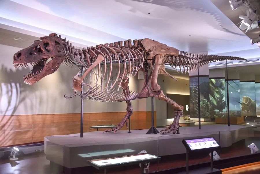 The skeleton of Sue on display at the Field Museum of Natural History in Chicago