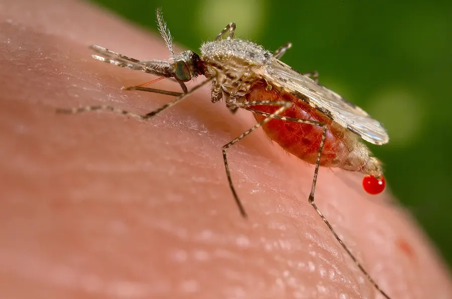 A female Anopheles stephensi mosquito, one of the species that carry malaria, feeding on human skin