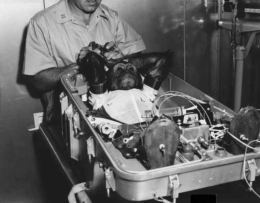 Enos in his flight couch, held by a handler, being prepared for the Mercury-Atlas 5 flight, 1961.