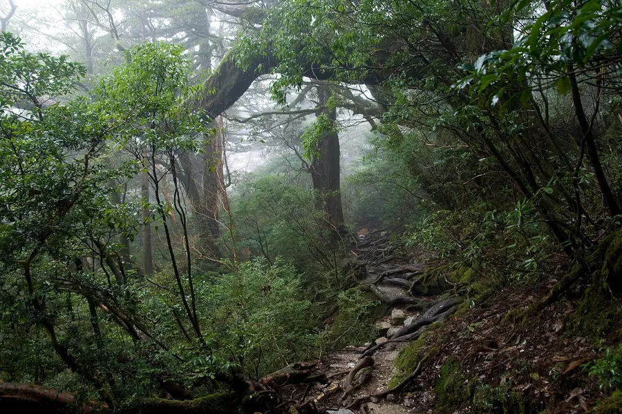 Moss-covered forest on Yakushima, the Japanese island whose woods inspired the film's setting