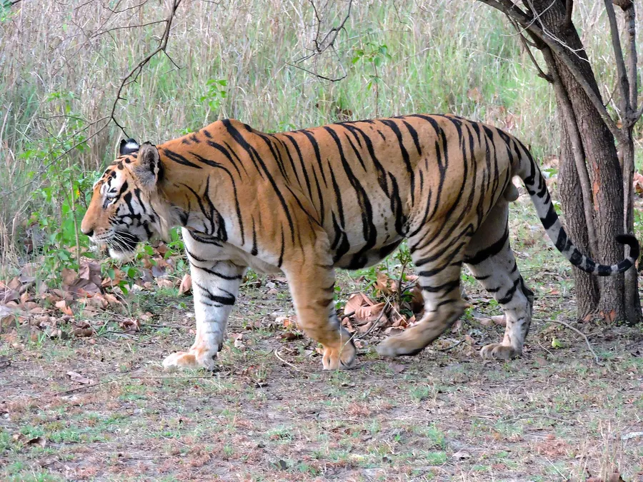 An adult male Bengal tiger