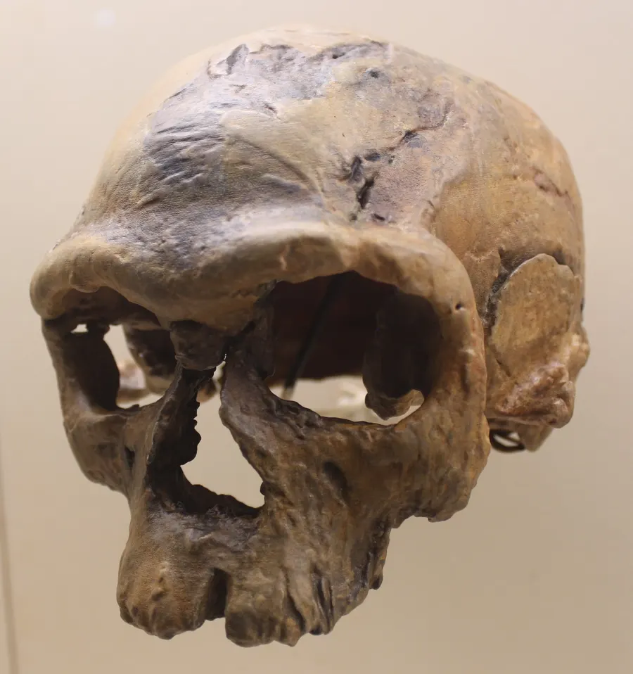 A cast of the skull Jebel Irhoud 1, found at the Moroccan site in 1961, at the Smithsonian's National Museum of Natural History