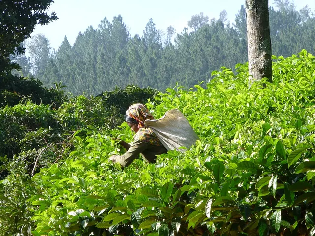 A tea picker at work in Sri Lanka's Central Province