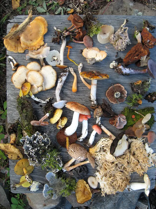 A spread of different wild fungi, a small sample of the planet's variety of life