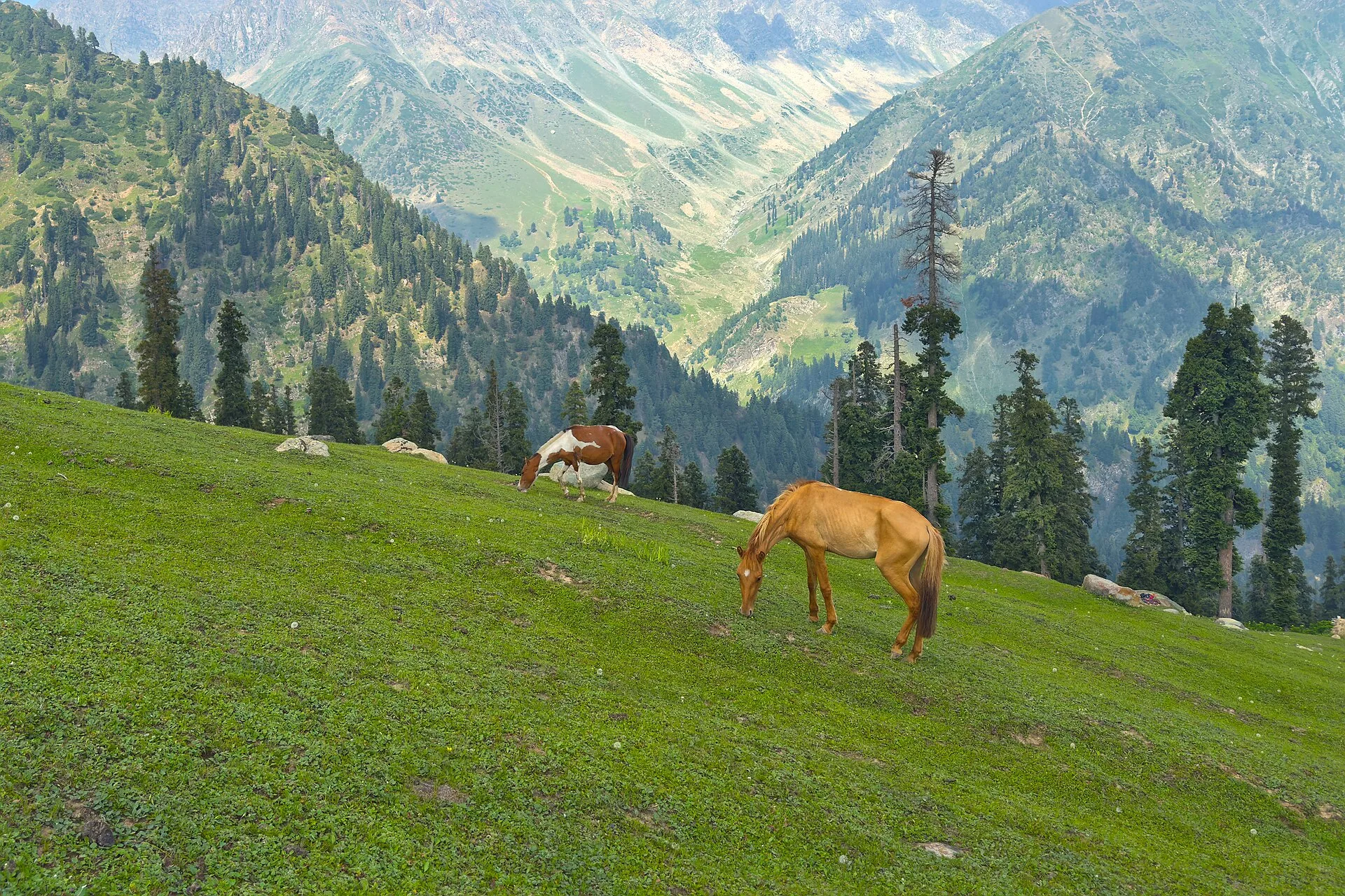 Horses grazing at Trunkol meadow in the Himalayas of India. The meadow is situated on the way to the sacred Gangabal Lake in Jammu and Kashmir.